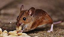24 Hour & Emergency Exterminators in North Charleston, SC